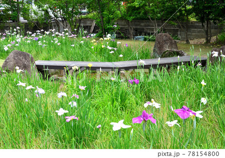知立公園　花菖蒲園 78154800