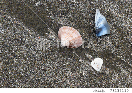 砂浜の貝殻 78155119