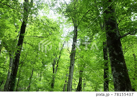 北限のブナ林 78155437