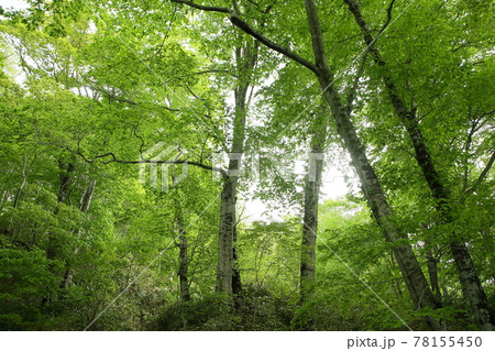 北限のブナ林 78155450