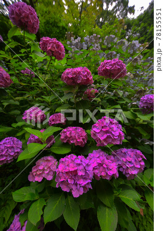 迫りくる濃いピンクのあじさい 78155551