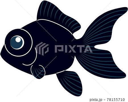 出目金のイラストのイラスト素材