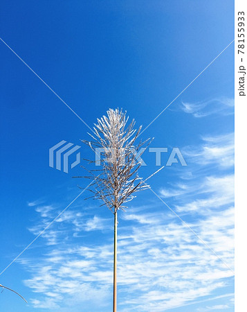 【南の島】サトウキビの穂花と青空 【南の島】サトウキビの穂花と青空 78155933