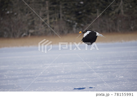 風連湖のオオワシ 78155991