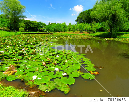 公方公園 睡蓮 公方公園 睡蓮 78156088