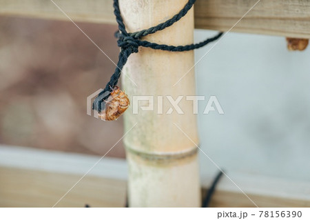 セミの抜け殻 78156390