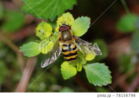 ネコノメソウとフタホシヒラタアブ 78156798