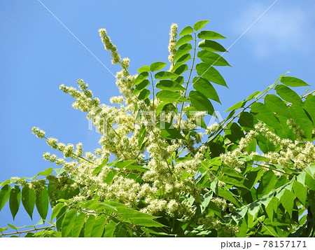 満開となった「ニワウルシ」の雄花 満開となった「ニワウルシ」の雄花 78157171
