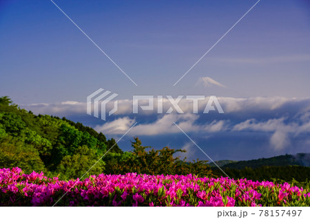(静岡県)ツツジ咲く達磨山高原から望む、富士山 (静岡県)ツツジ咲く達磨山高原から望む、富士山 78157497