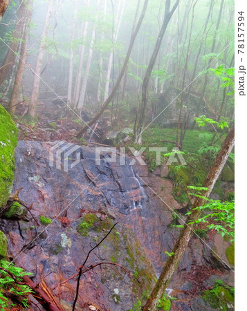 雨の花園山 78157594