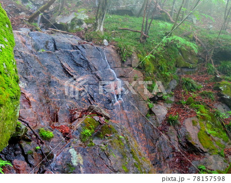 雨の花園山 78157598