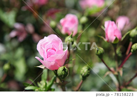 バラの花 ピンク 花 78158223