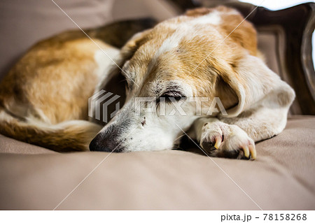 ソファで丸くなって寝るビーグル犬 ソファで丸くなって寝るビーグル犬 78158268