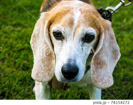 お散歩中のビーグル犬 お散歩中のビーグル犬 78158272