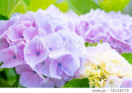 雨上がりの紫陽花 マクロ撮影 花物語の写真素材