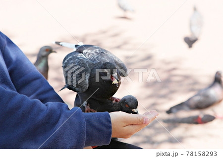鳩 鳥 動物 78158293