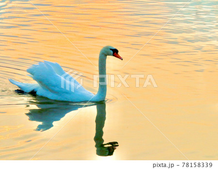夕焼けに照らされる白鳥 78158339
