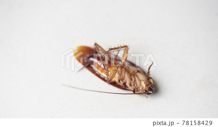Cockroach on white background, insect cockroaches dead on floor in home get rid cockroach bug concept 78158429