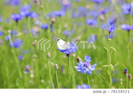 植物 グリーン 花 78158521