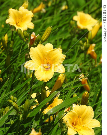 ヘメロカリスの花 ヘメロカリスの花 78158545