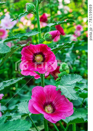 Hollyhock Hollyhock 78159989