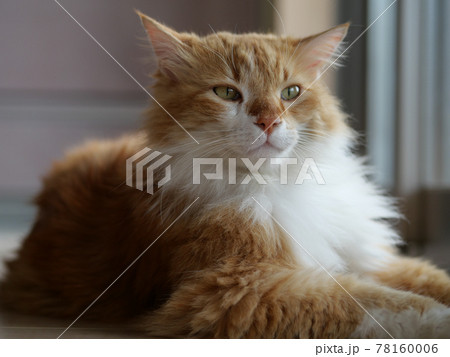 大きい猫メインクーン 78160006