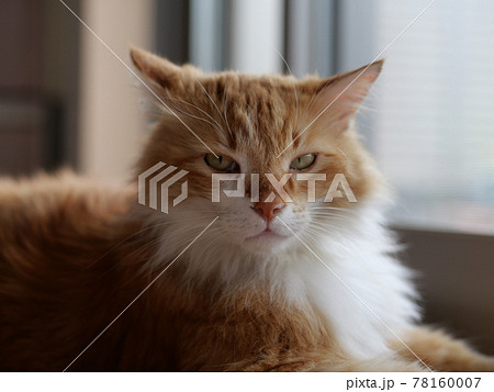 大きい猫メインクーン 78160007