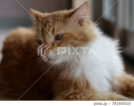 大きい猫メインクーン 大きい猫メインクーン 78160010
