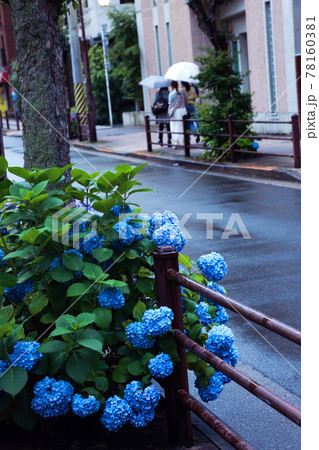 紫陽花 紫陽花 78160381
