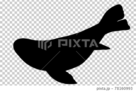Bearded seal silhouette Bearded seal silhouette 78160993