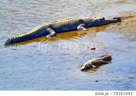 Gharial, Gavial, Royal Bardia National Park, Nepal Gharial, Gavial, Royal Bardia National Park, Nepal 78161083