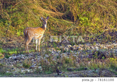 Spotted Deer, Royal Bardia National Park, Nepal Spotted Deer, Royal Bardia National Park, Nepal 78161100