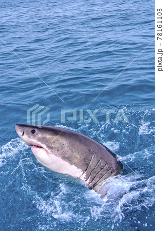 Great White Shark, Gansbaai, South Africa 78161103