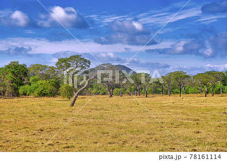 Grassland and Forest Landscape, Minneriya National Park, Sri Lanka 78161114