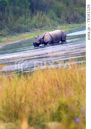 Greater One-horned Rhinoceros, Royal Bardia National Park, Nepal 78161126