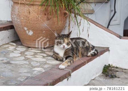 ヨーロッパの街中の階段で眠そうな表情を浮かべる三毛猫の写真素材