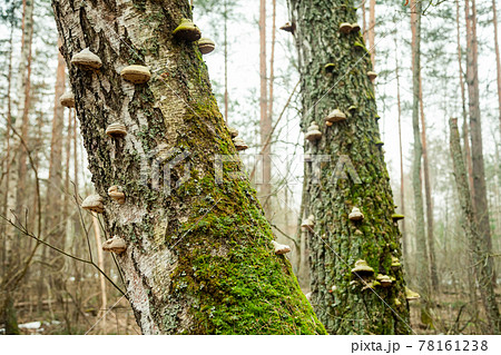 Tinder fungus on the tree. Tinder fungus. Chaga mushroom on the tree. Large woody mushrooms grew on Tinder fungus on the tree. Tinder fungus. Chaga mushroom on the tree. Large woody mushrooms grew on 78161238