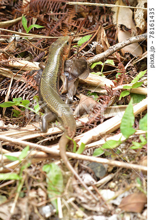 日本最大のトカゲ　キシノウエトカゲ　天然記念物　西表島　世界自然遺産　固有種 78161435