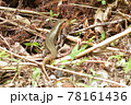 日本最大のトカゲ　キシノウエトカゲ　天然記念物　西表島　世界自然遺産　固有種 78161436