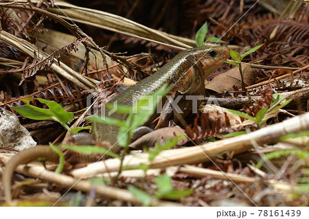 日本最大のトカゲ　キシノウエトカゲ　天然記念物　西表島　世界自然遺産　固有種 78161439