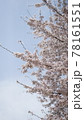 桜 春 木 78161551