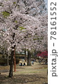 桜 春 公園 78161552