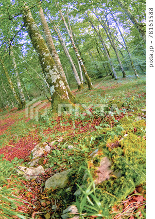 Forest Landscape, Valderejo Natural Park, Spain 78161588