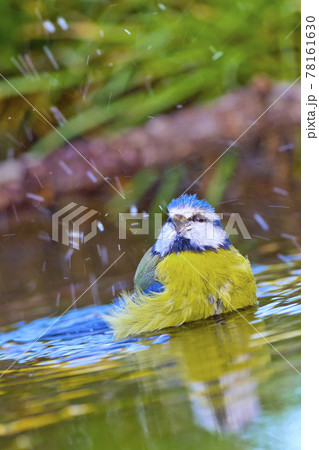 Blue Tit, Mediterranean Forest, Spain 78161630