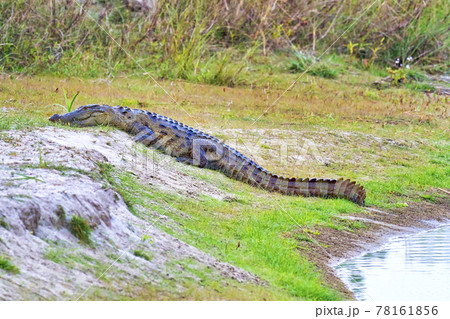 Mugger Crocodile, Royal Bardia National Park, Nepal, Asia 78161856