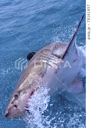 Great White Shark, Gansbaai, South Africa 78161857