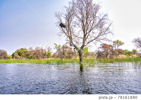 Wetlands Landscape, Okavango Delta, Botswana Wetlands Landscape, Okavango Delta, Botswana 78161880