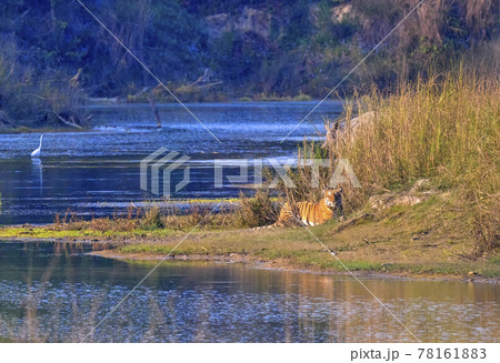 Bengal Tiger, Royal Bardia National Park, Nepal 78161883