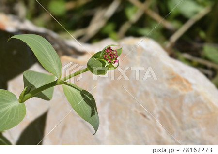 Red valerian Red valerian 78162273