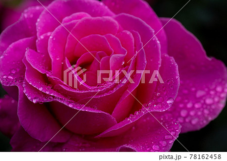 ピンクのバラ 78162458